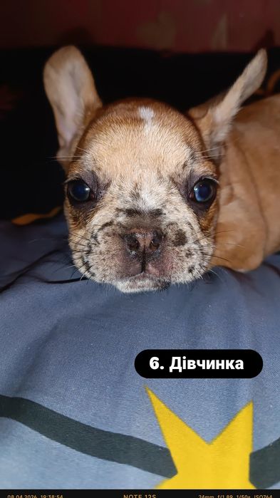 Неймовірні цуценята французького бульдога — 2 місяці
