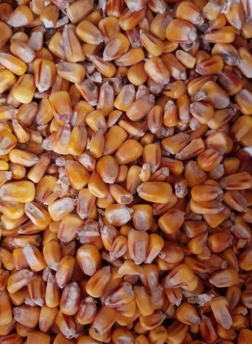 Продам кукурудзу і пшеницю