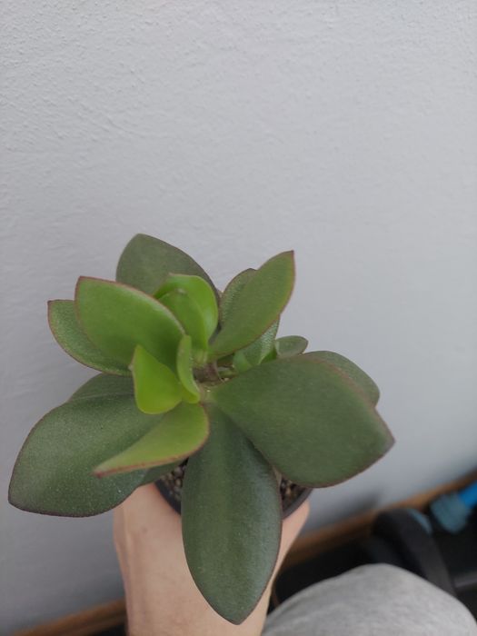 Crassula, денежное дерево