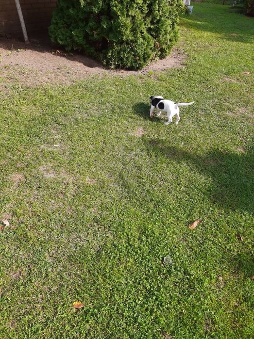 Oddam Pieska Jack Rassel Terrier