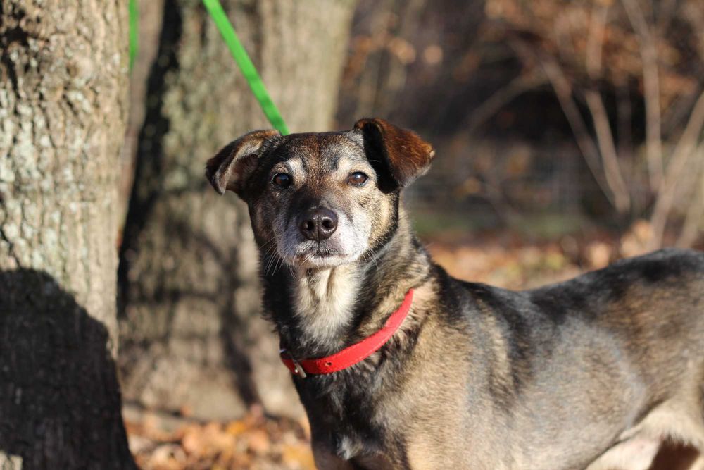 Neo- pies do adopcji