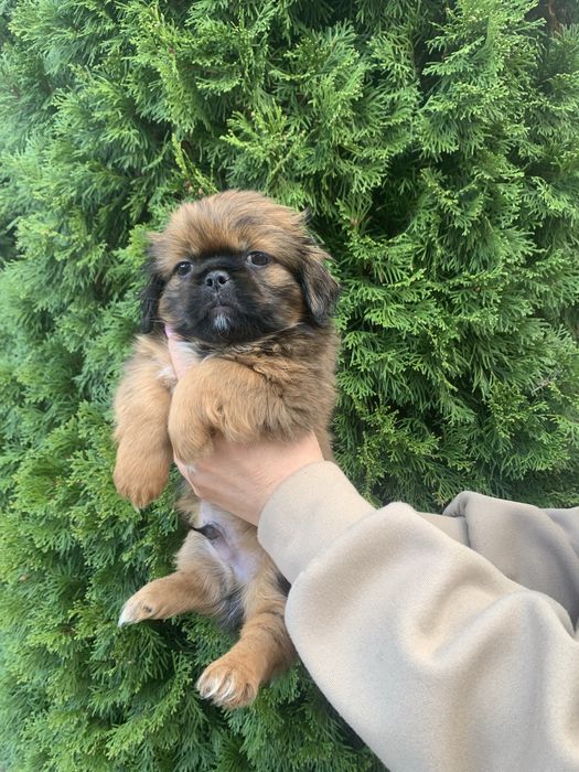 Продам цуценят Пекінесів
