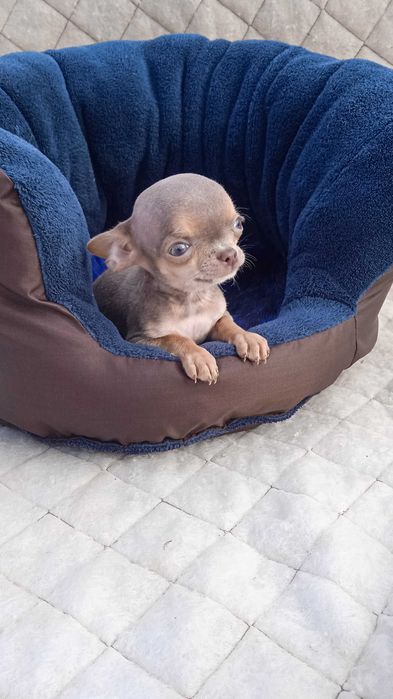 Мальчик чихуа мини размер