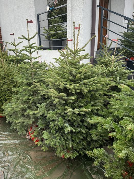 PIĘKNE CHOINKI świąteczne jodła kaukaska świerk cięte i w donicy