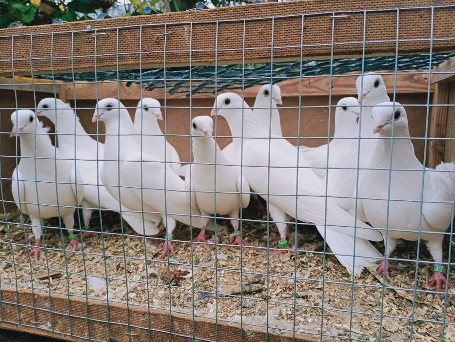 Gołębie ozdobne, czaple.