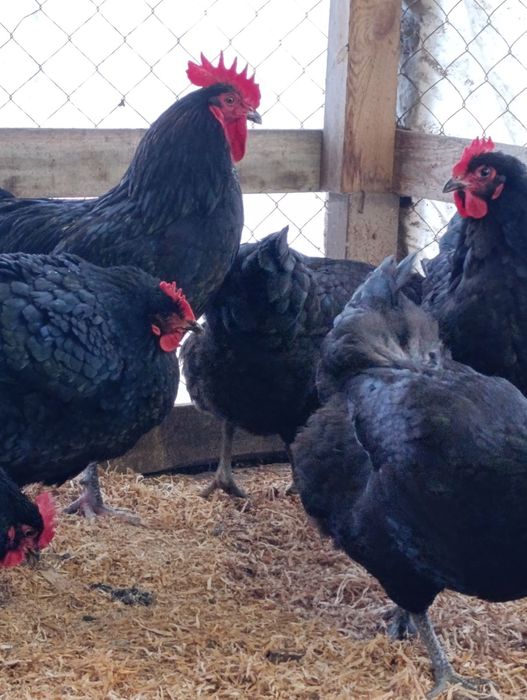 Інкубаційні яйця Джерсійського гіганта.