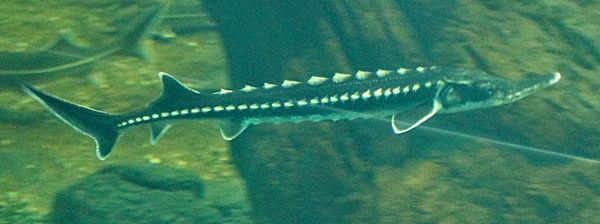 Sprzedaż ryb stawowych I ozdobnych