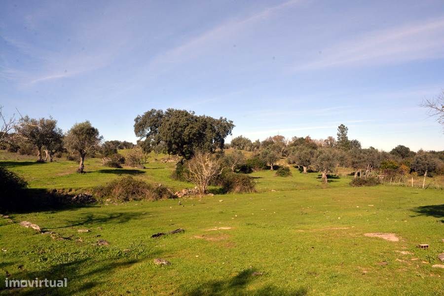 Herdade do Monte da Pedra.