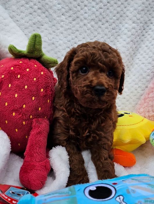 Pudel Toy red brown maleńki chłopczyk