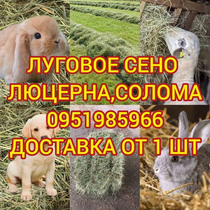 СІНО З ДОСТАВКОЮ від 1 шт в тюках мешках, сено (могары и др виды)