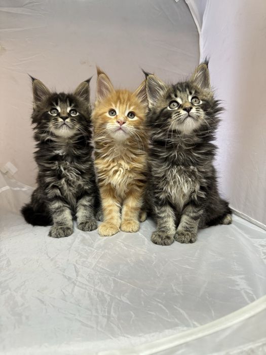 Мейн Кун девочки