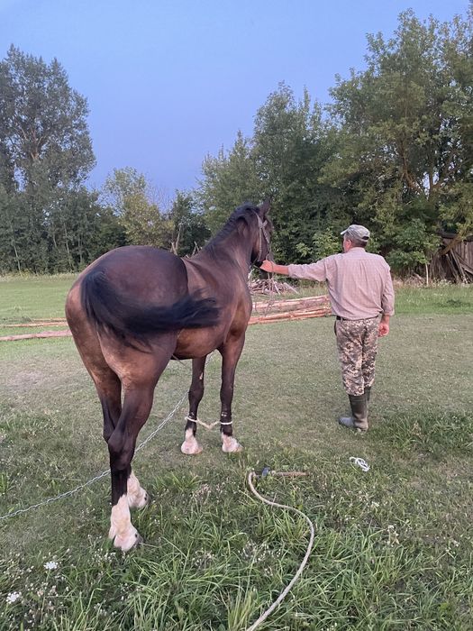 Продам коника 5 років