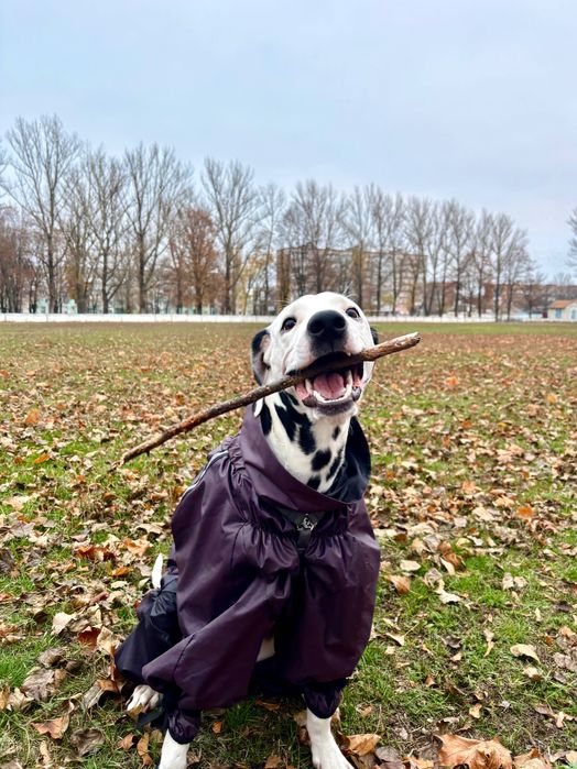 В’язка далматина