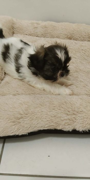 Oddam szczeniaka shihtzu