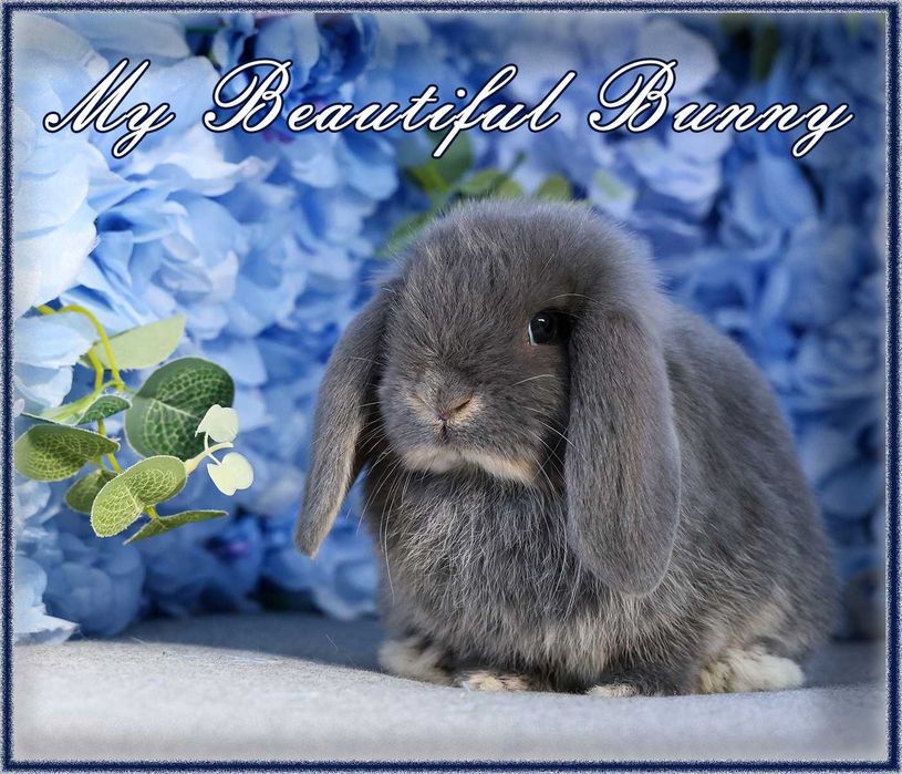 Piękny Królik Mini Lop - Blue Otter