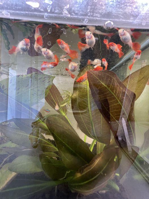Gupiki Red Koi - ryby - młode gupiki