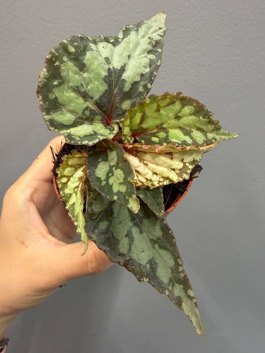 Begonia 'Lucifer'