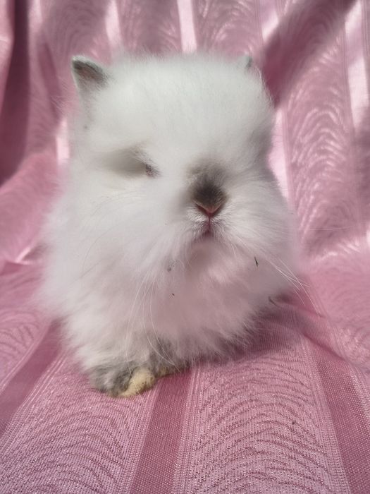 Karzełek niderlandzki / Teddy / do kg w dorosłości