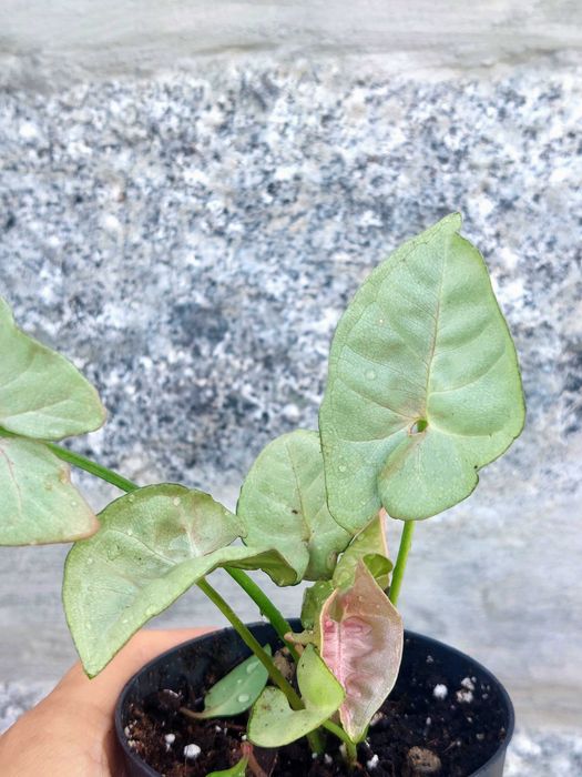 Planta Syngonium Neon Rosa