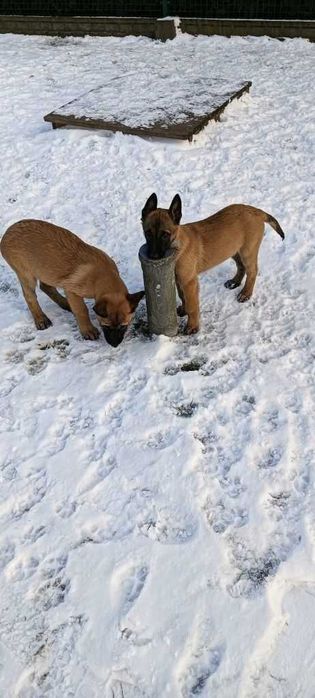 Дівчата по 3 місяці з документами клубу, щеплення зроблено! Малінуа!