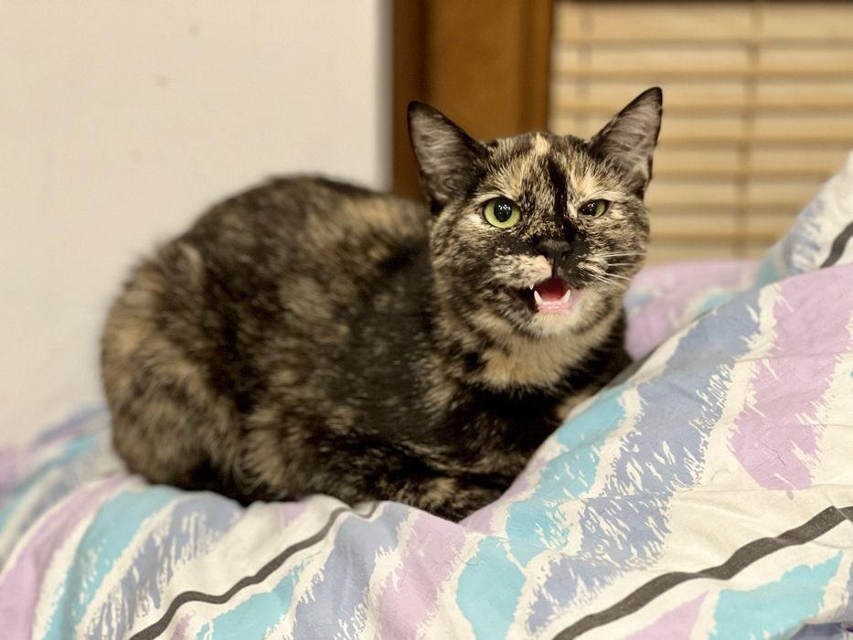 Lira, 8-miesięczna kotka, czeka na serce, które ją pokocha.