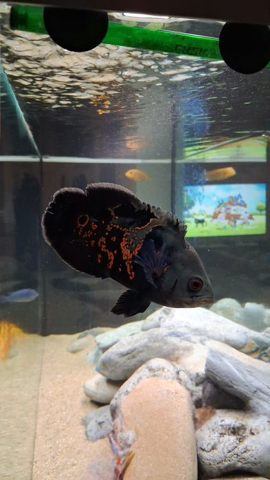 Peixe Oscar 10 cm