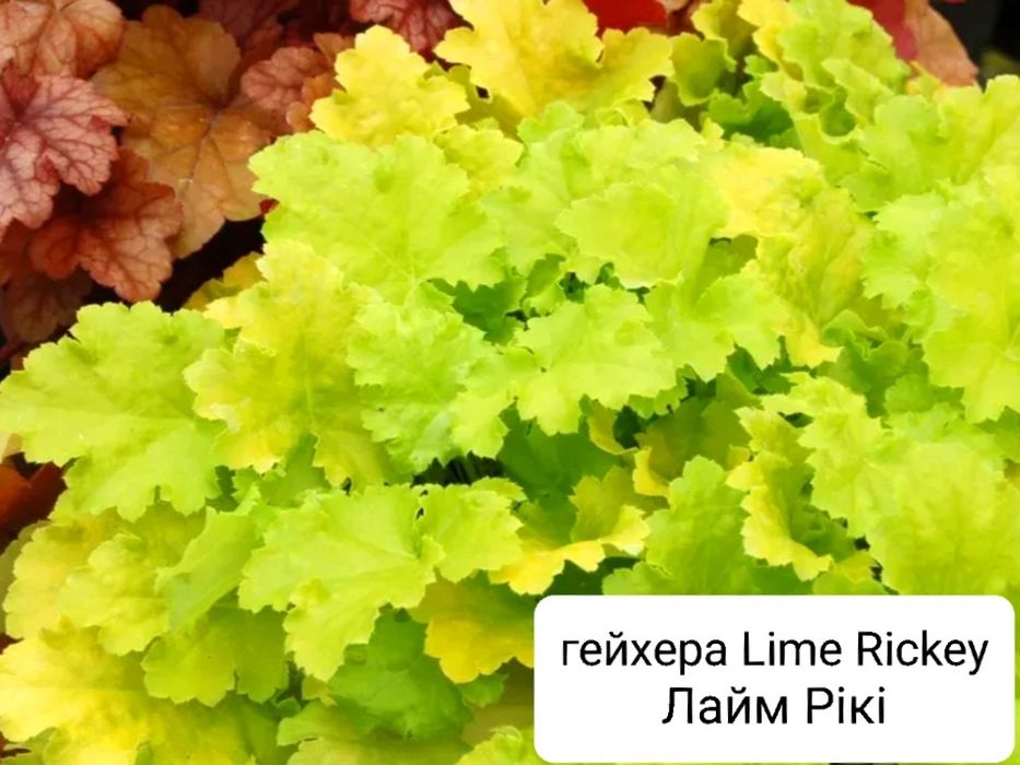 Гейхери по 75, хоста, брунера, лаванда, бадан