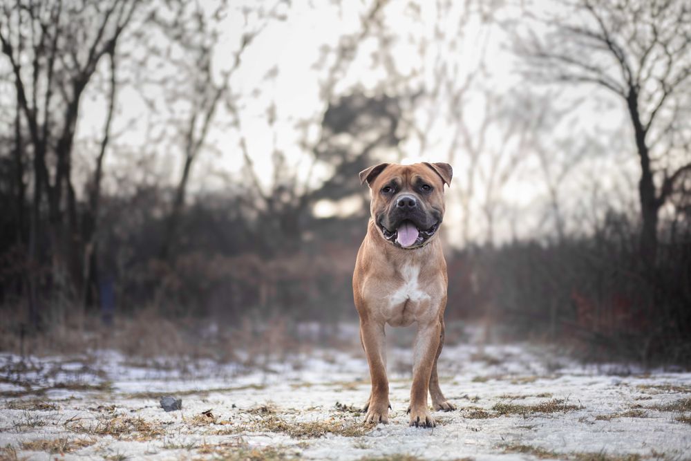Pies Nr 17/26 DROGO Schronisko Psikot Chorzów