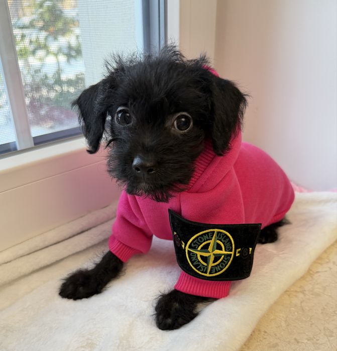 Мальтипу F1-  для дома где любят