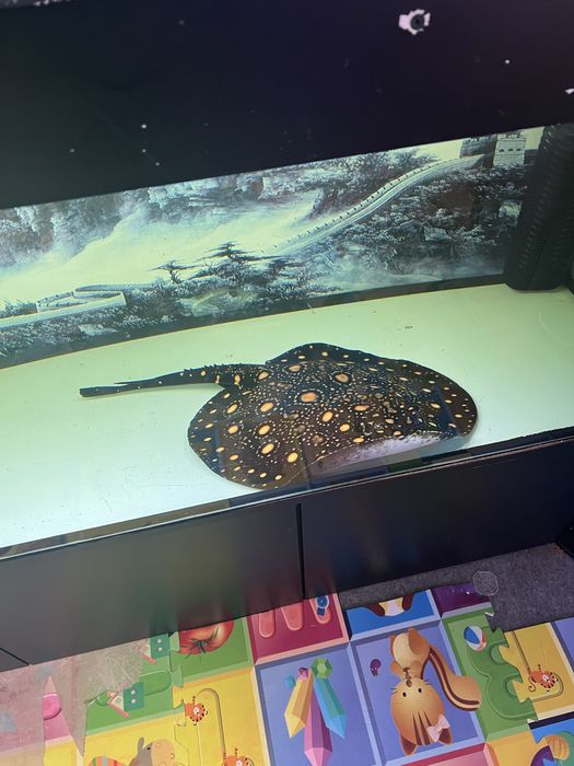 Potamotrygon black diamond ptaszczka