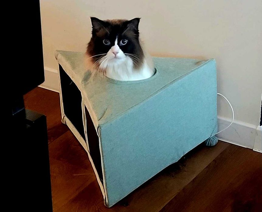 Kot Rasy Ragdoll (Zarezerwowany)