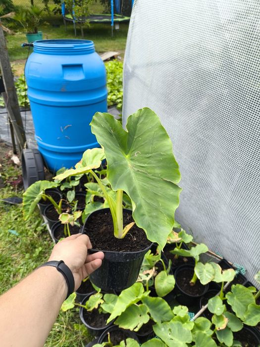 Colocasia, uszy słonia