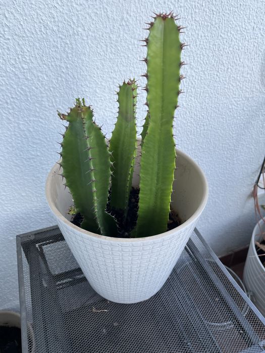 Euphorbia acrurensis cacto