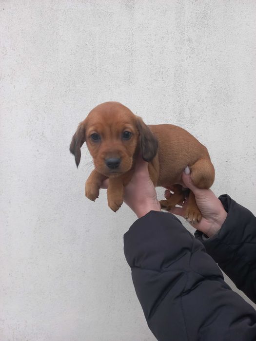 Собачки кокер спаниель