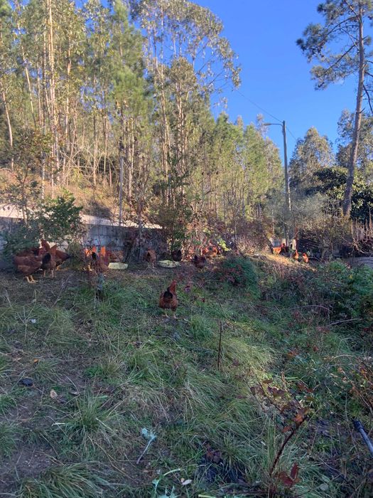 Galos Caseiros, criados em ambiente natural.