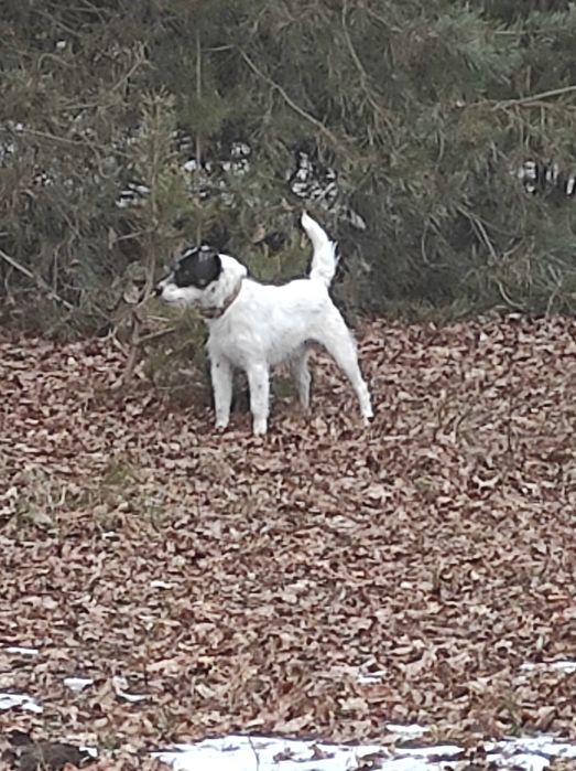 Parson Russell Terrier