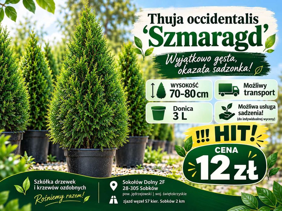 Tuja Szmaragd 70-80cm Bardzo gęsta duża donica 3L Świętokrzyskie!