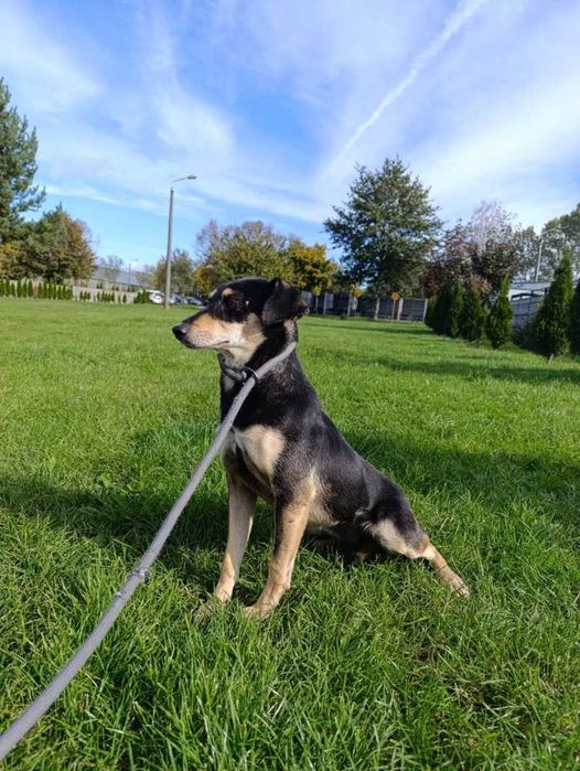 098628 NADZIEJA do adopcji