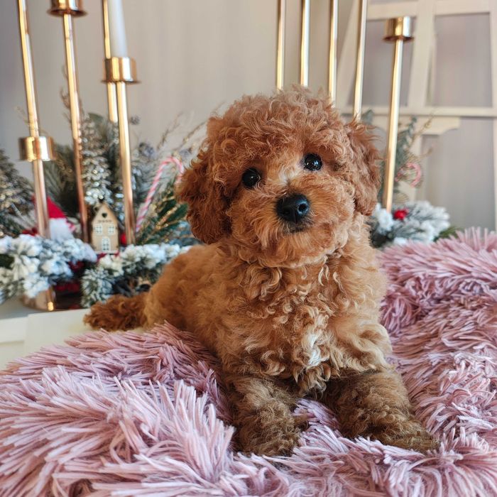 Poochon / Bichpoo / Pudel Toy piesek