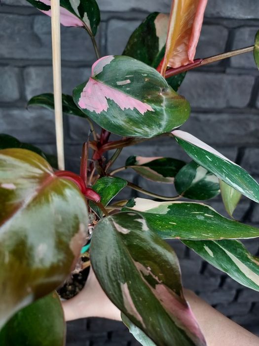 Philodendron Pink Princess #2