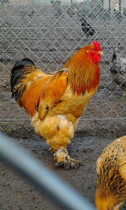 Інкубаційні яйця Паливої брами