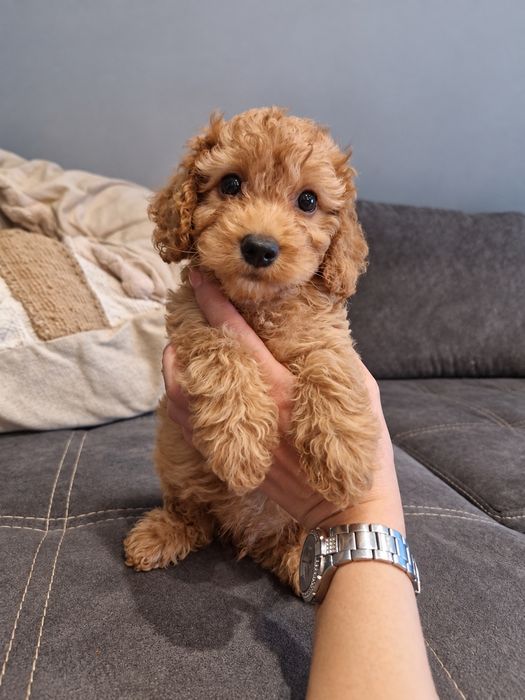 Piesek cockapoo F1B cockapoo/pudel toy