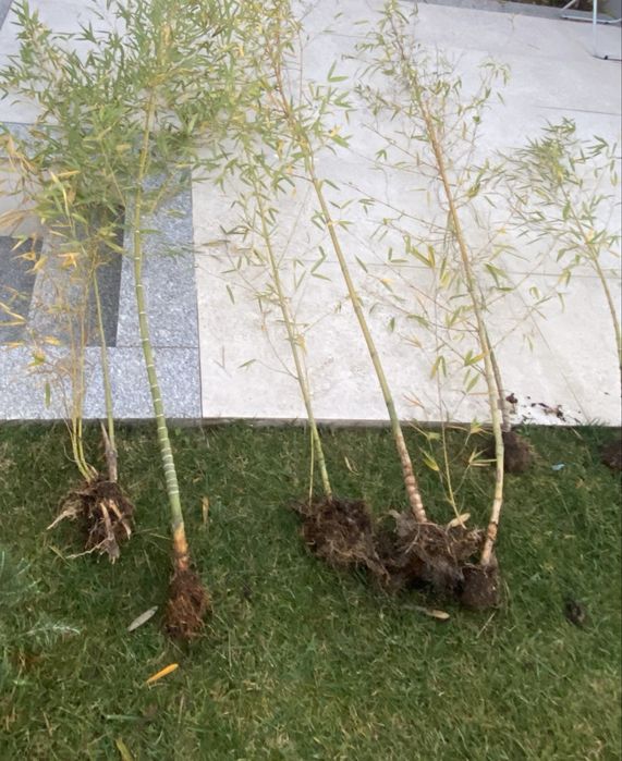 Canas bambu para plantar