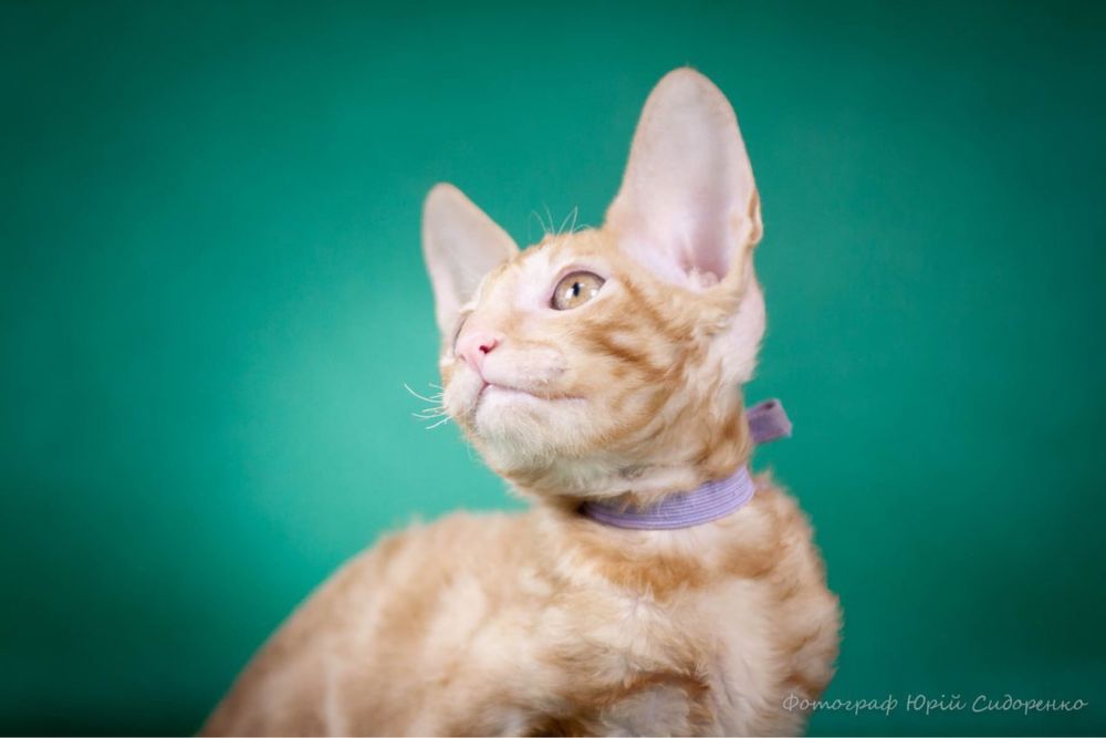 Кошенята Корніш-рекс