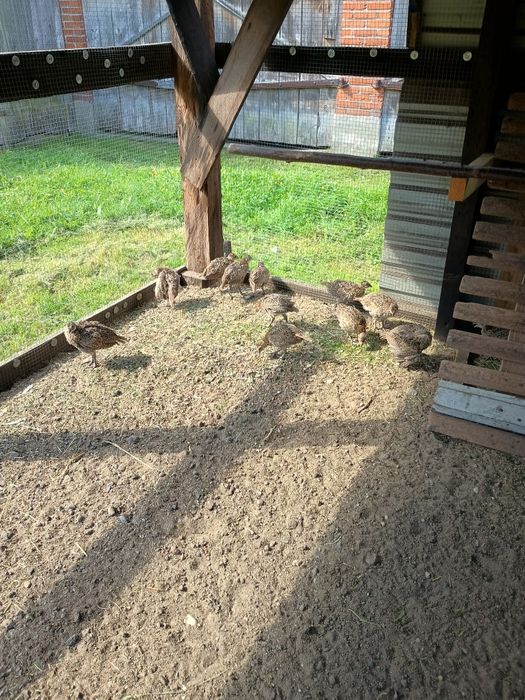 Sprzedam młode bażanty łowne polne