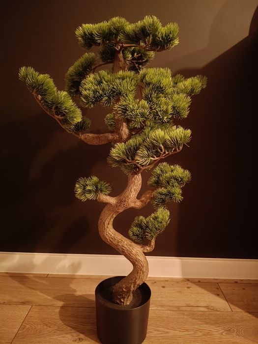Drzewko bonsai drzewko szczęścia