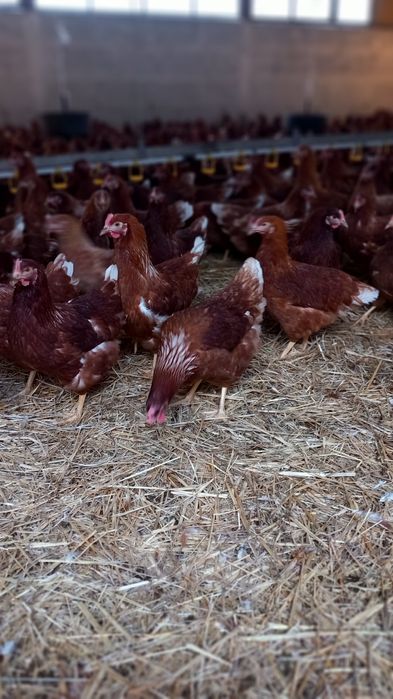Kury Nioski 23 tygodnie rasy Lohmann Brown. Wysylka!