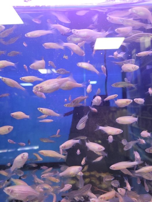 Danio pręgowane w sklep zoologiczny Pawik Rzeszów