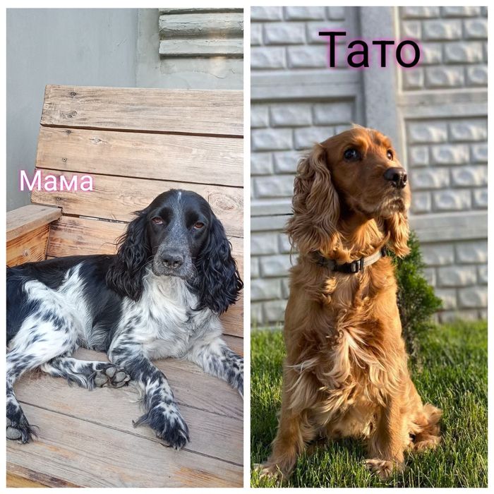 Продам цуценят Кокер Спаніель