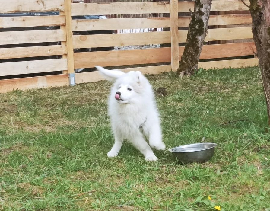 Przepiękna Suczka Samoyed